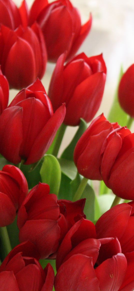 tulips, flowers, bouquet, red, beautifully