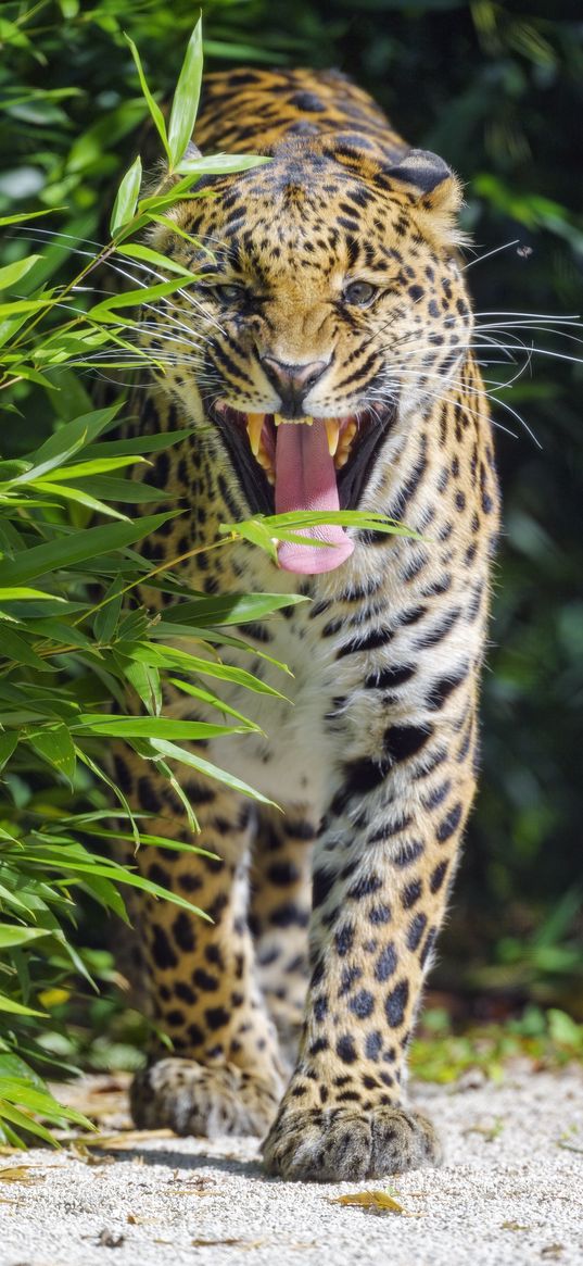 jaguar, animal, predator, protruding tongue, big cat