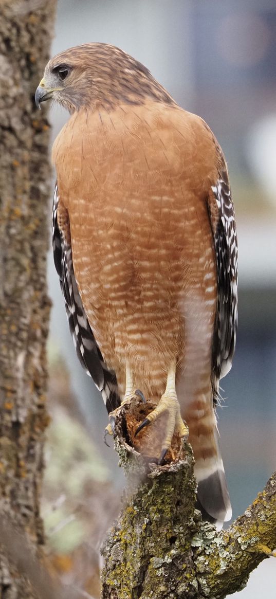 bird, watching, wildlife