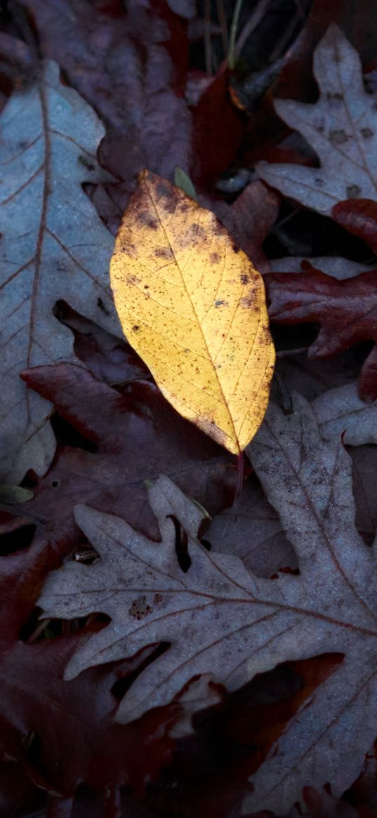 fallen leaves, leaves, macro