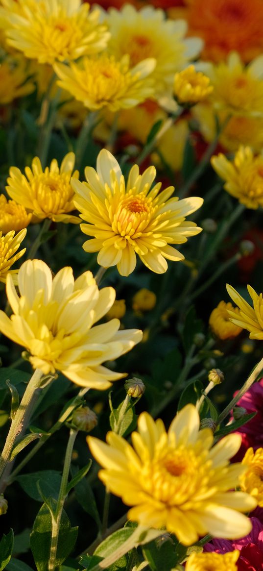 chrysanthemum, flowers, petals, plant, macro, yellow