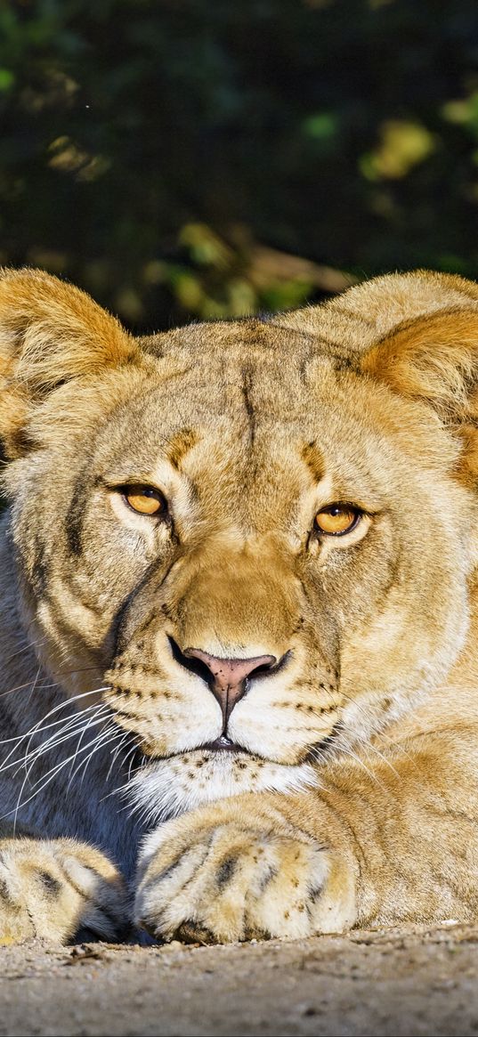 lioness, predator, glance, big cat, relax