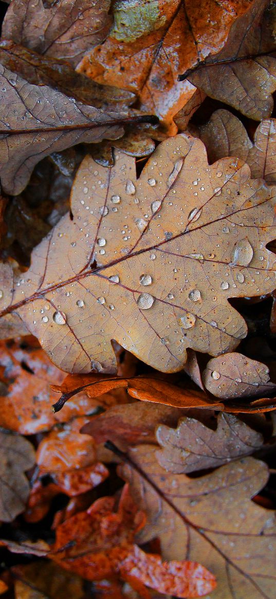 fallen leaves, leaves, drops, macro, autumn