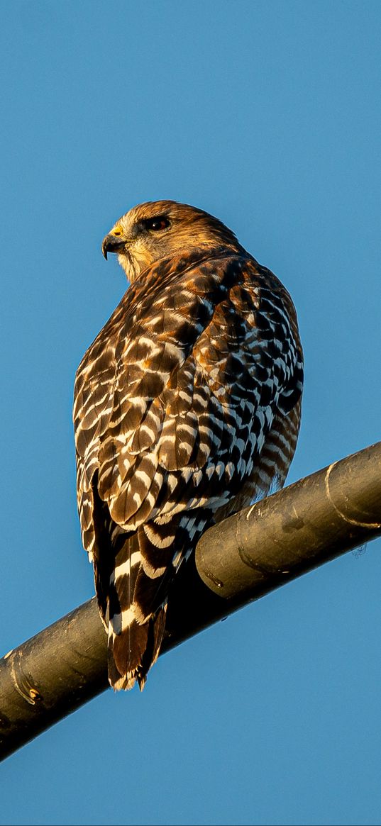 hawk, bird, feathers, watching, wildlife