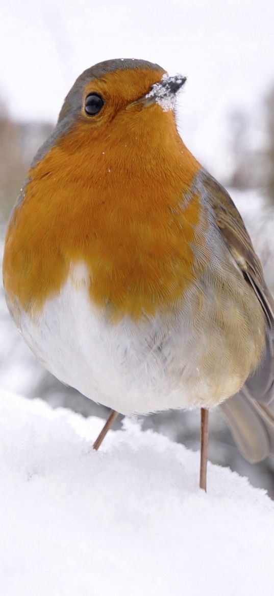 bird, snow, winter, white, orange