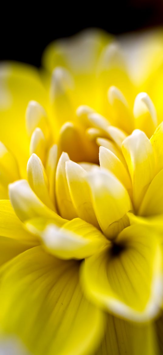 dahlia, flower, petals, yellow, macro