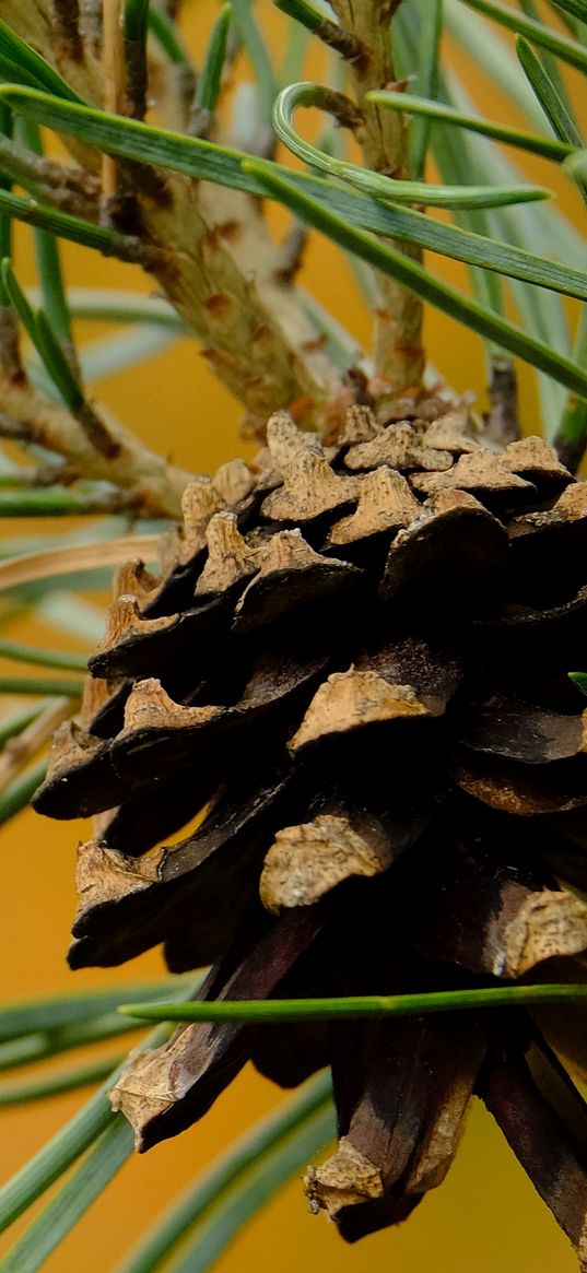 cone, needles, branches, macro