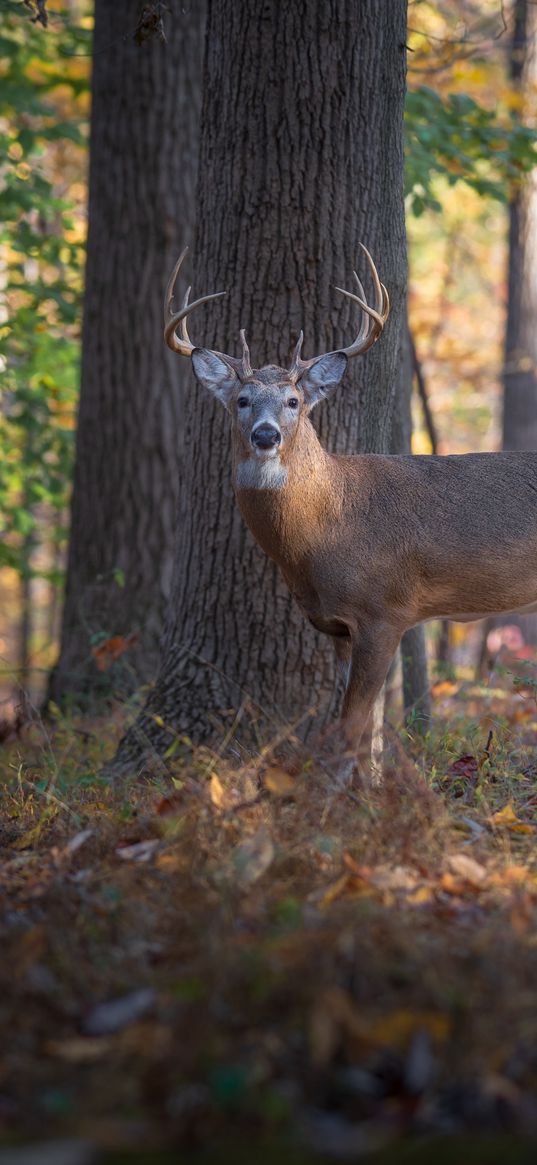 deer, animal, forest, wildlife