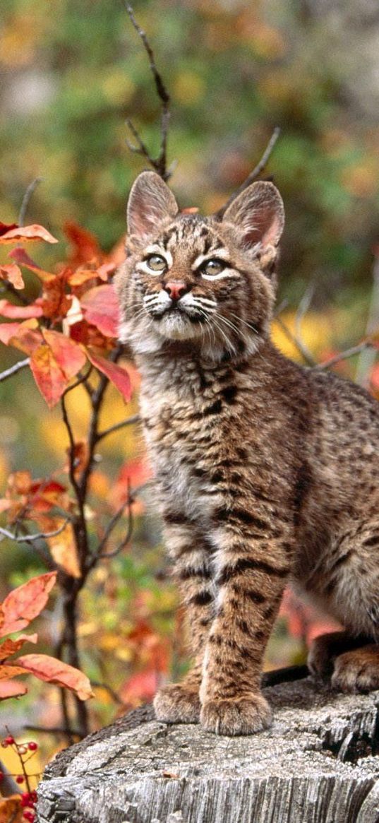 lynx, baby, branch