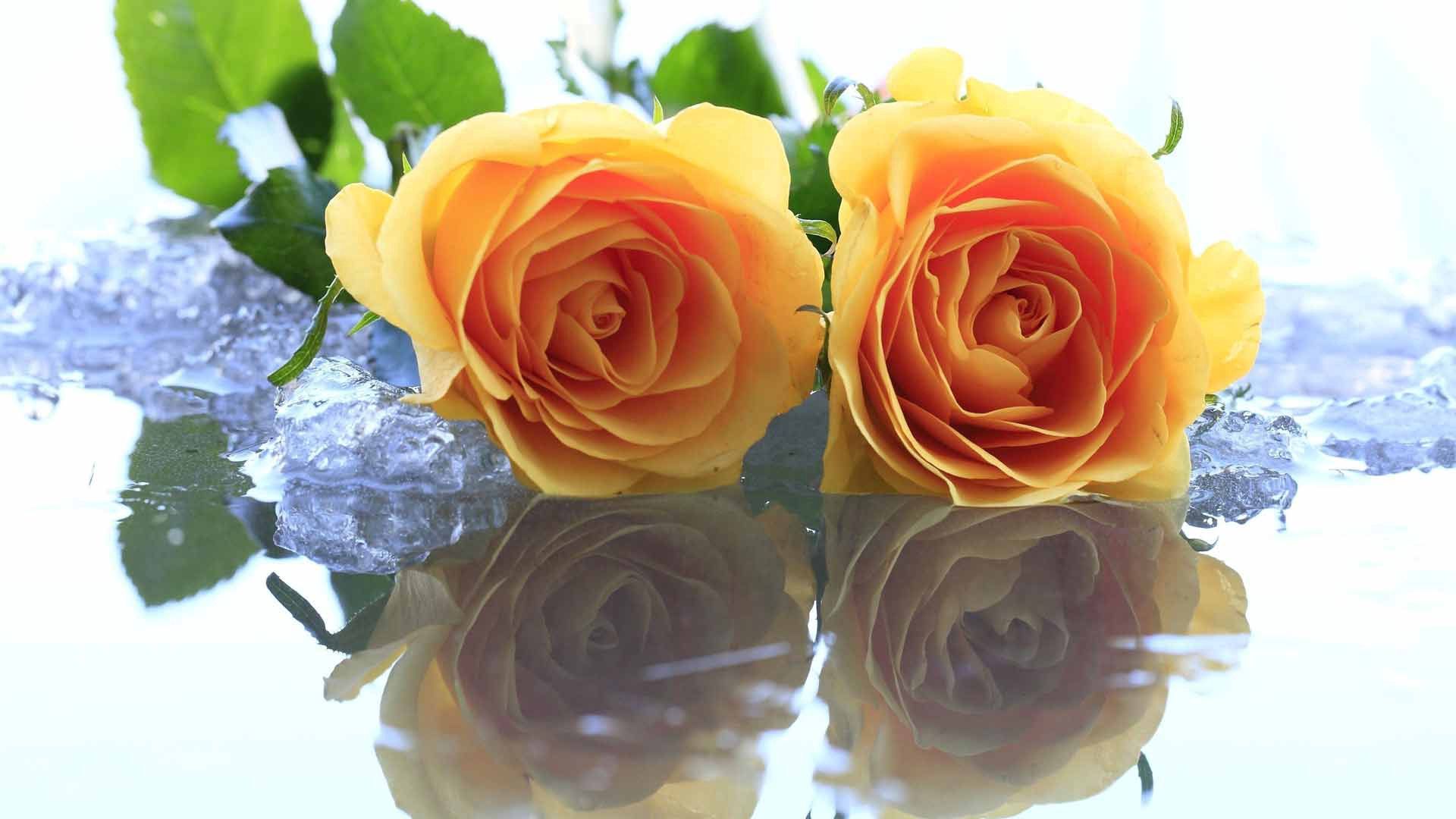 roses, flowers, two, yellow, ice, water, reflection