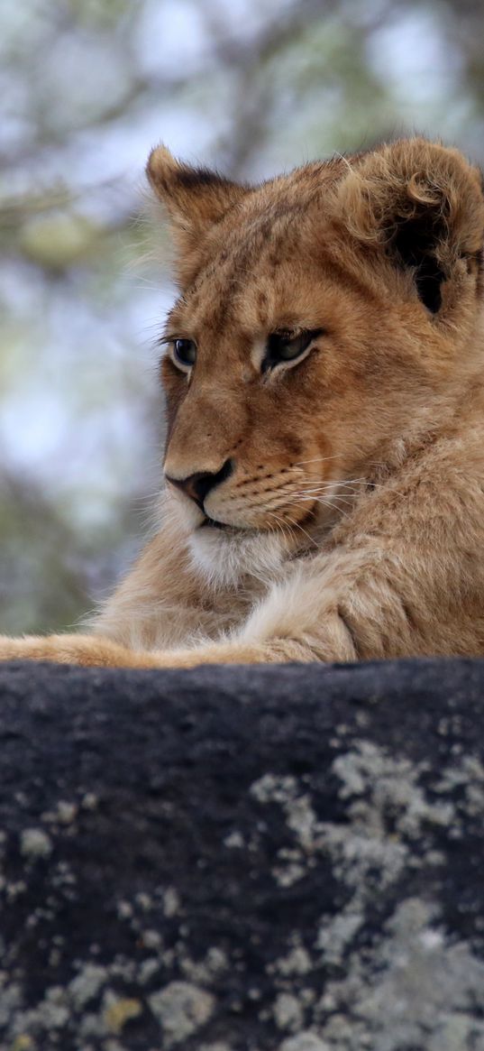 lion cub, predator, glance, animal