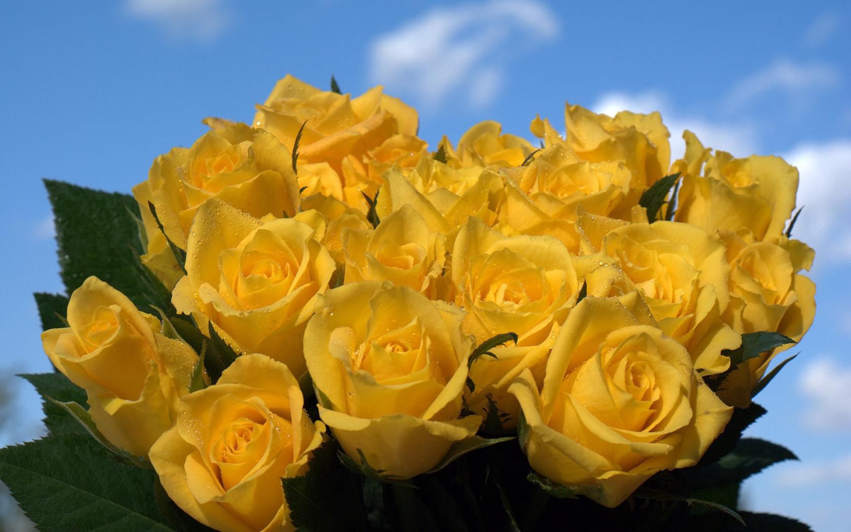 roses, flowers, flower, yellow, sky, drops