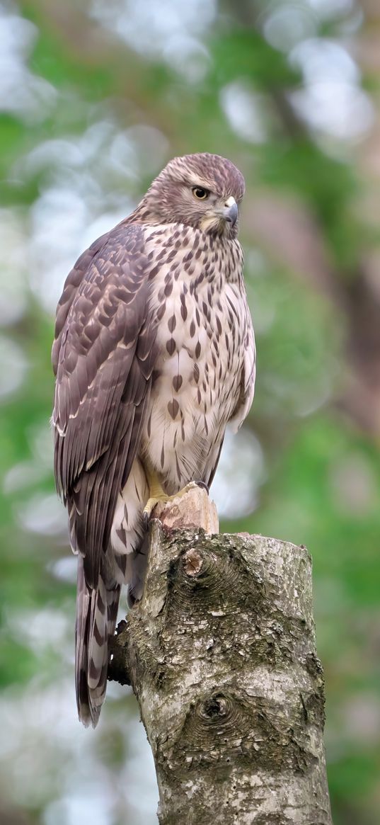 goshawk, bird, watching, wildlife