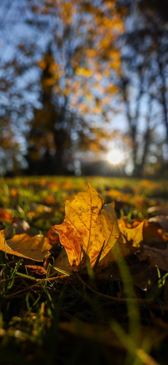 fallen leaves, grass, macro, autumn