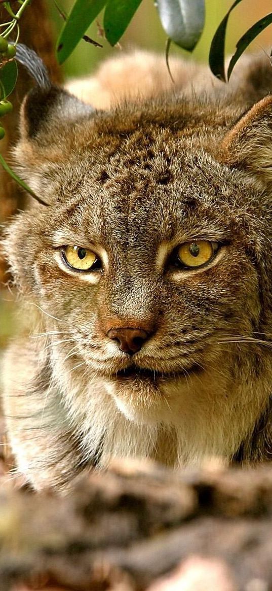 lynx, sitting, grass, hunting