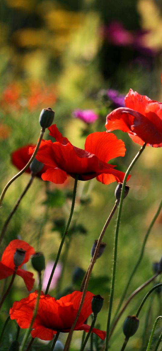 poppies, flowers, plant, field, macro