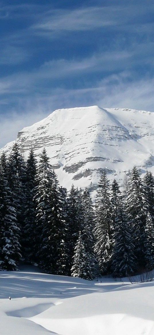 slopes, relief, mountains, fir-trees, trees, snow, shadows