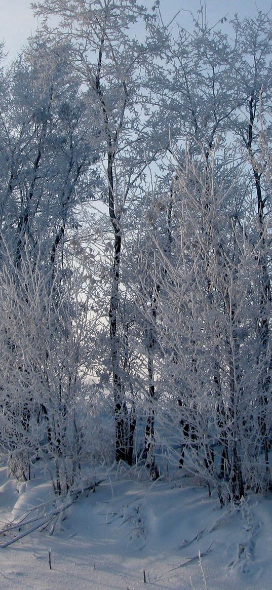 hoarfrost, trees, road, roadside, snow, winter