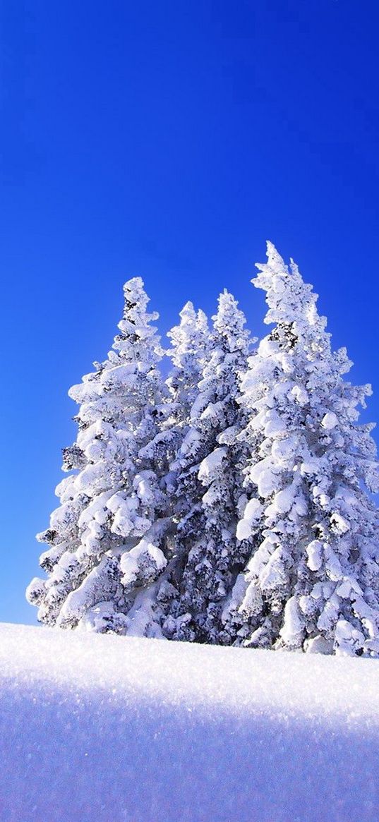 fir-trees, snow, winter, mountain, eminence