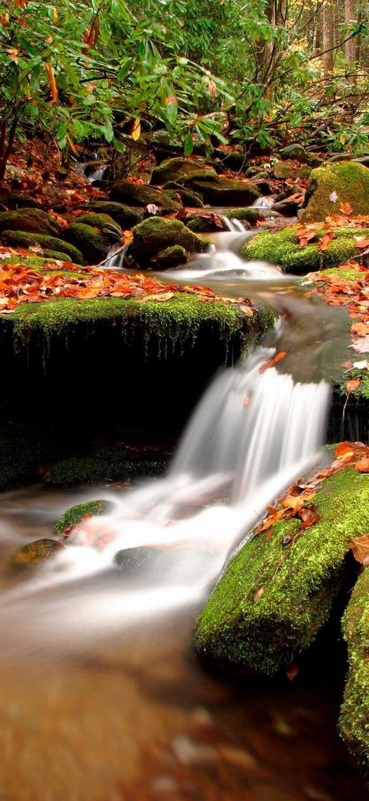 autumn, leaves, moss, stones, water, wood, river, source