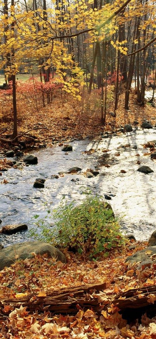 wood, river, autumn, stones, leaves, trees, sun, day