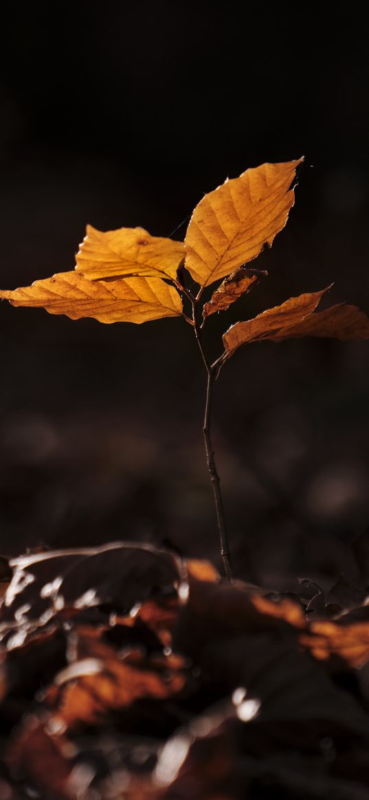 leaves, fallen leaves, sprout, autumn, macro