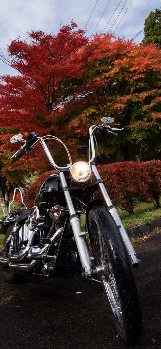 motorcycle, bike, black, trees, autumn, moto