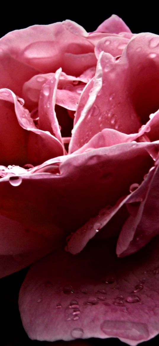 rose, flower, dissolved, pink, close-up, drop