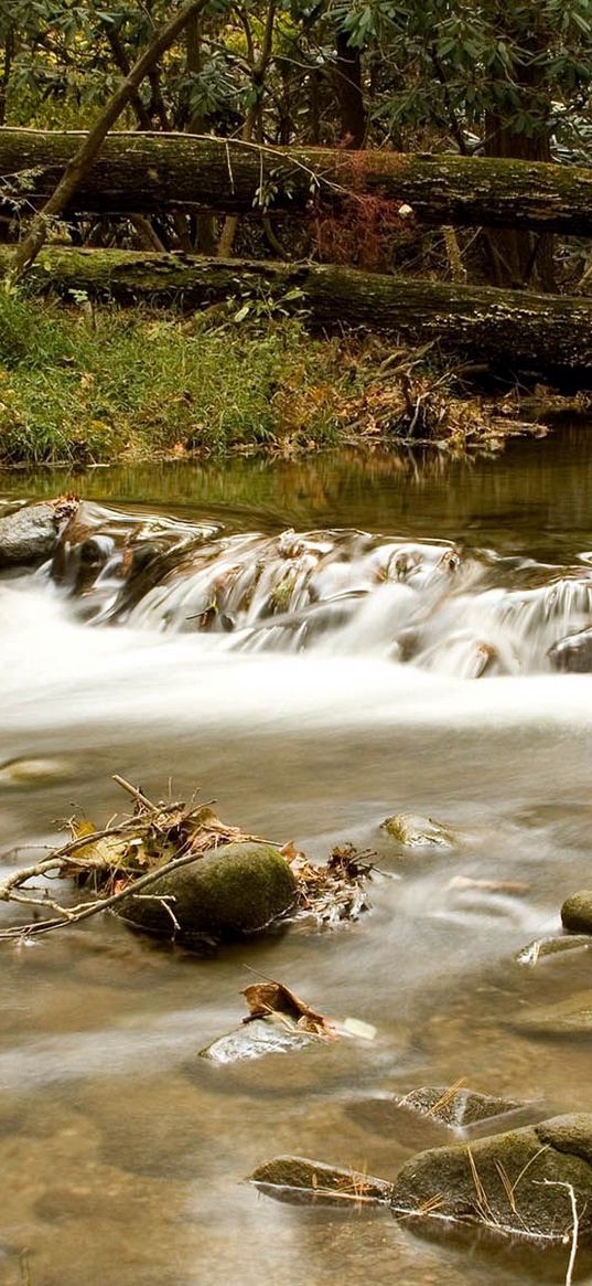 wood, river, branches, trees, stones, moss