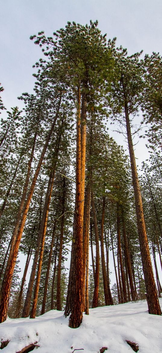 forest, pines, trees, conifer, snow, nature, bottom view