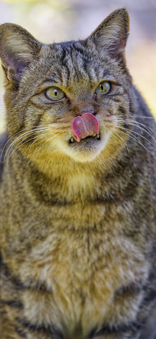 wild cat, cat, glance, animal, protruding tongue