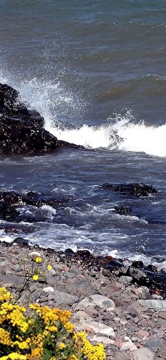 stones, coast, splashes, waves, blow, flowers