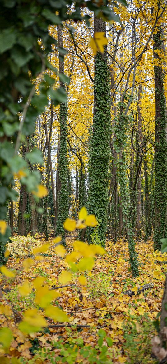 forest, trees, fallen leaves, ivy, nature, autumn