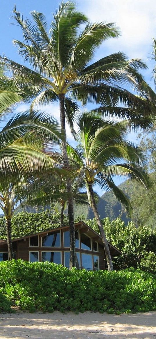 palm trees, house, coast, thickets, sand, beach