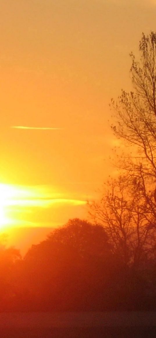 decline, sun, light, evening, tree, branches, horizon, orange