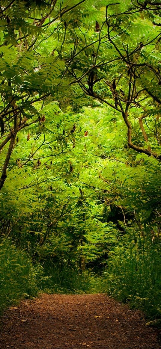 wood, track, thickets, green, trees