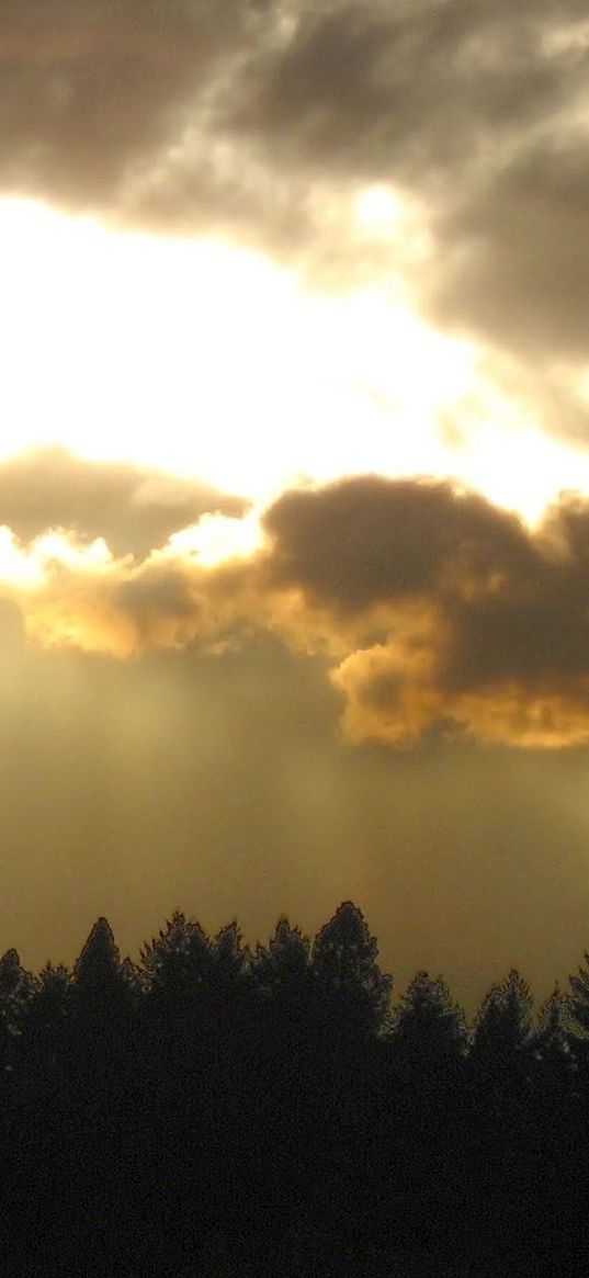 sky, sunlight, evening, trees, outlines