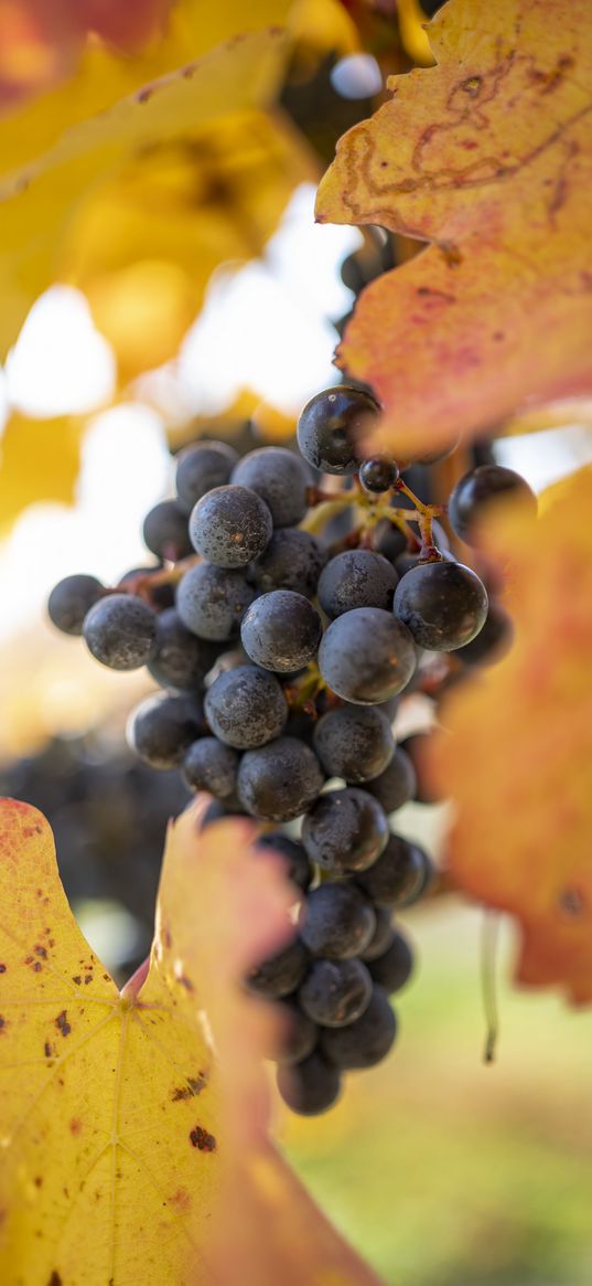 grapes, berries, bunch, leaves, macro