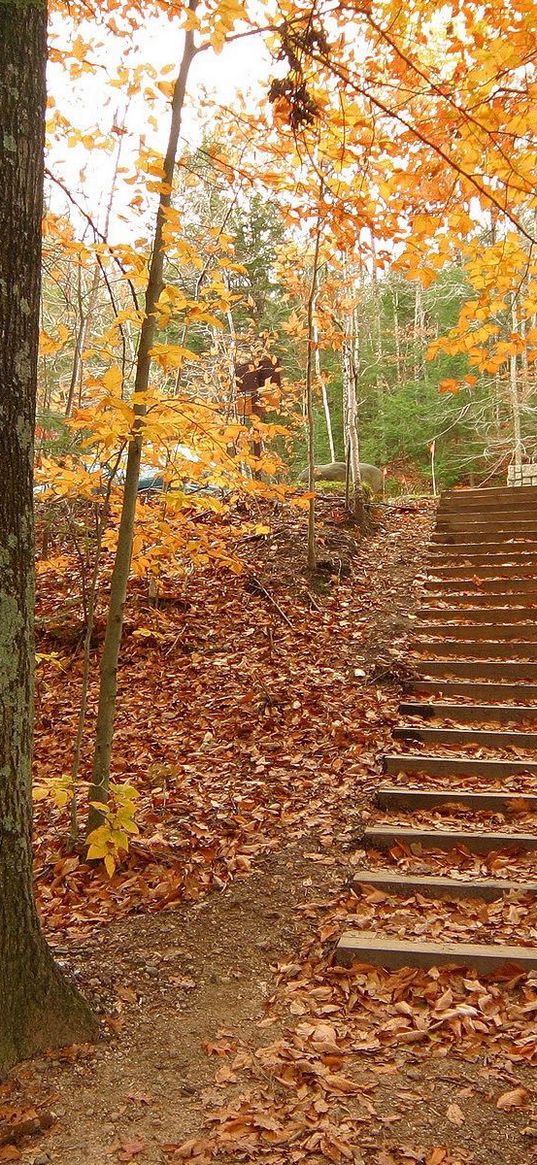 wood, trees, steps, autumn, descent, leaves