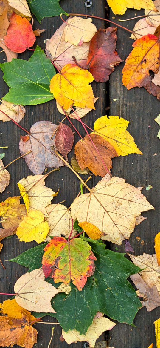 fallen leaves, leaves, tree, boards, autumn, macro