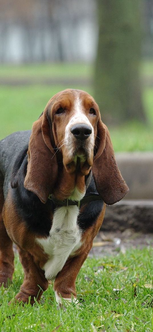 dog, run, park, dachshund, old