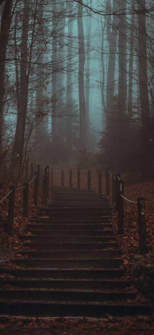 stairs, steps, forest, trees, haze, fog