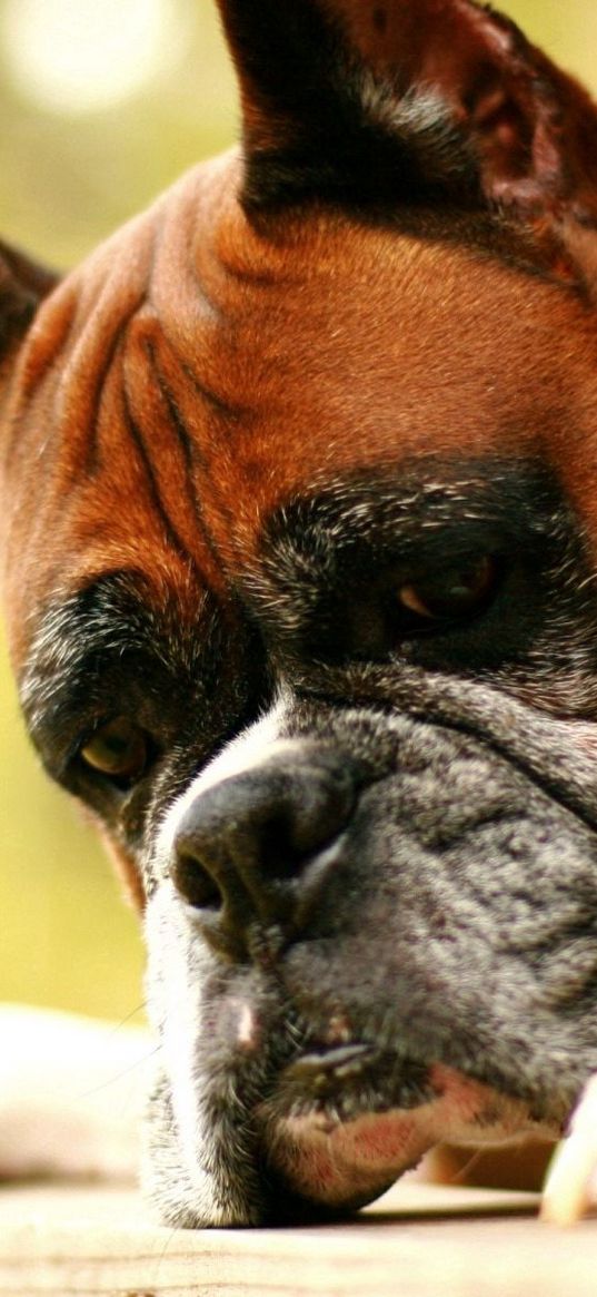 dog, boxer, evil, face