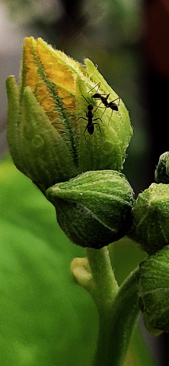 macro, plant, ants, insects, nature, green