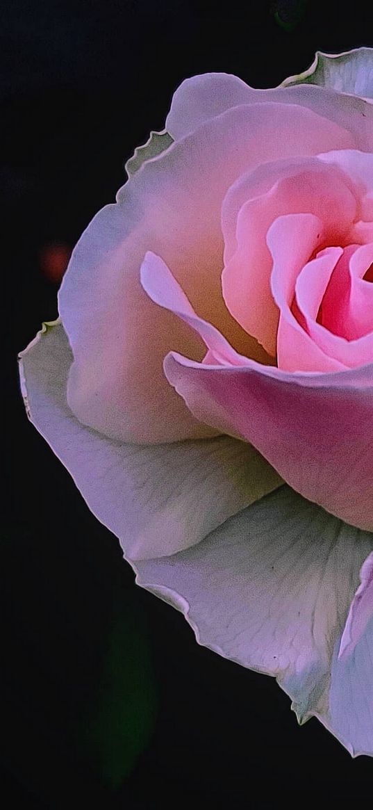 roses, pink roses, pink flower, flowers, black background