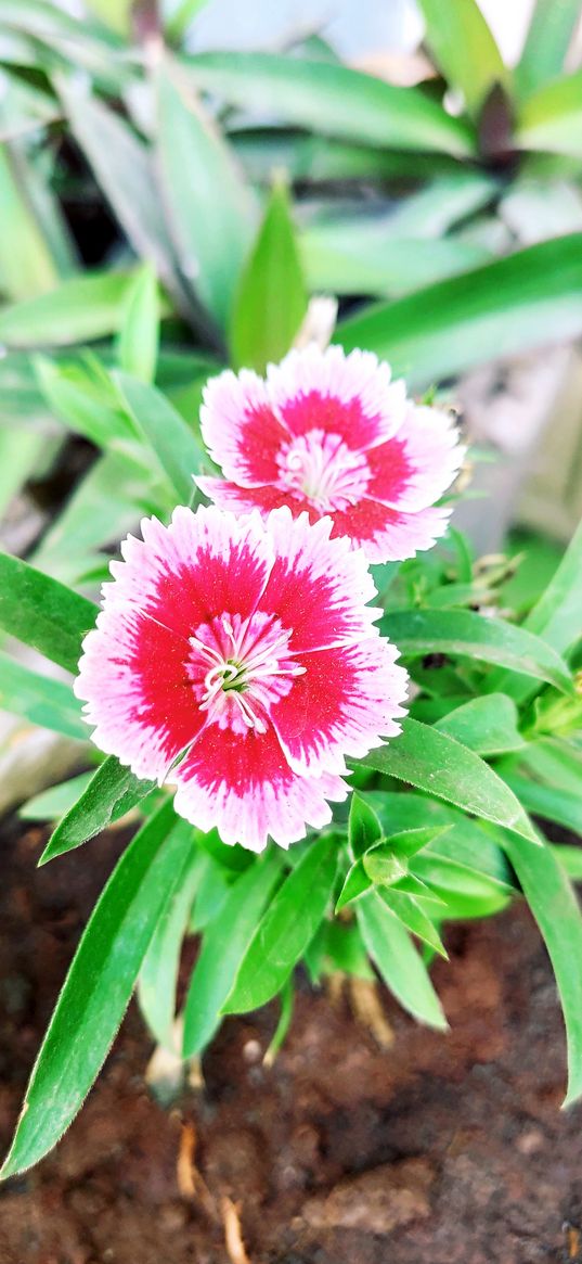 carnation, pink flower, flowers, plant