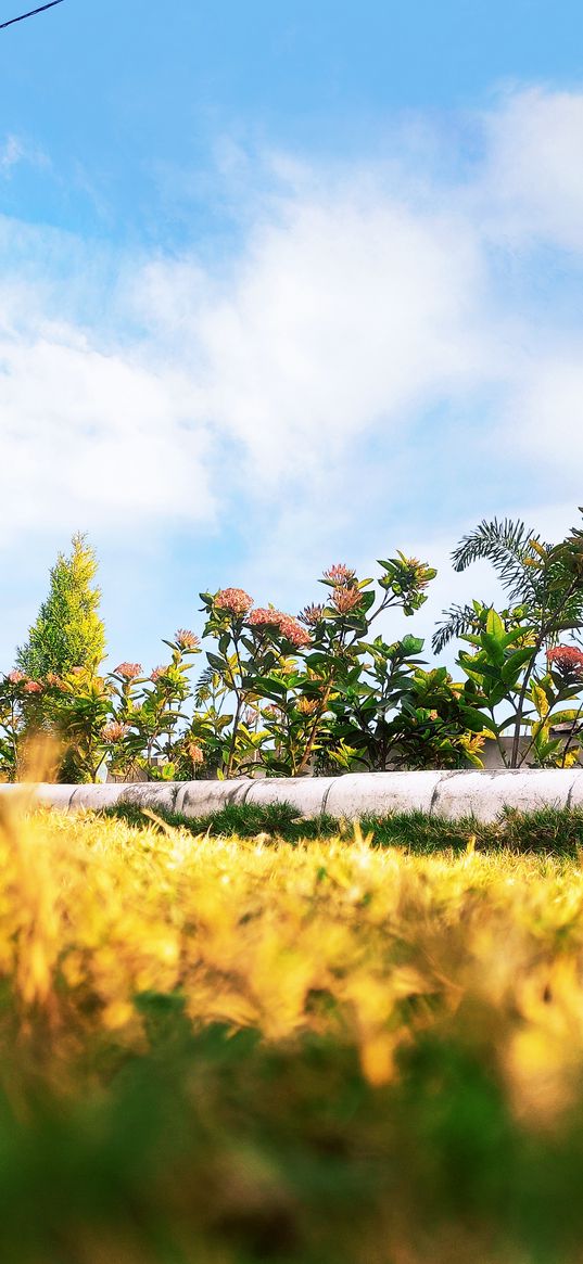 grass, wild flowers, nature, sky