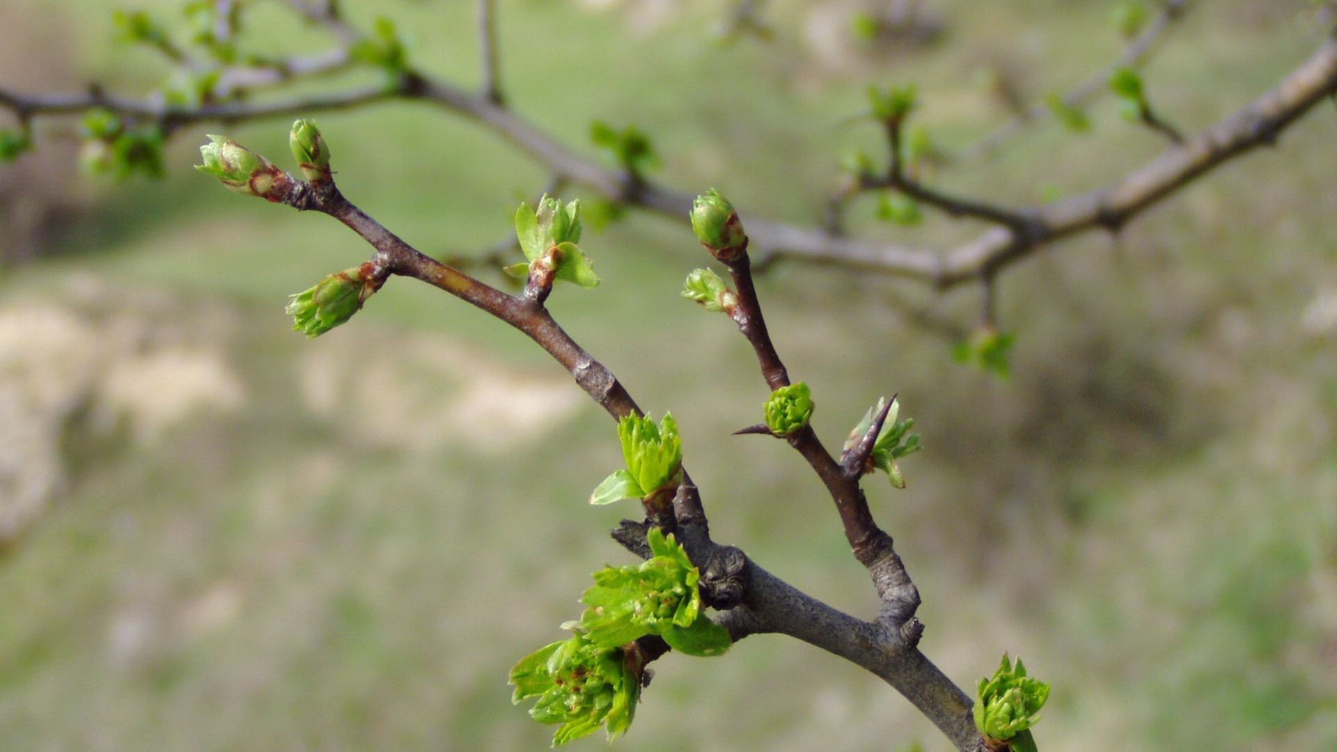 spring, branch, kidneys, leaves, green