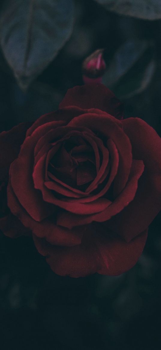 roses, red roses, red flower, flowers, leaves, dark, bud, plant