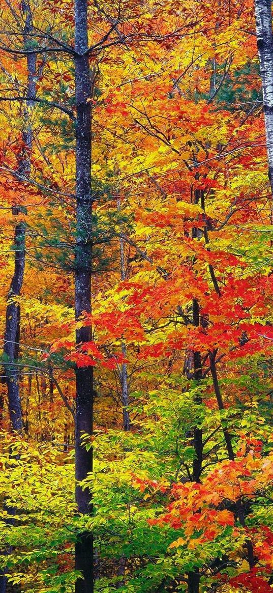 autumn, wood, trees, trunks, leaves, paints